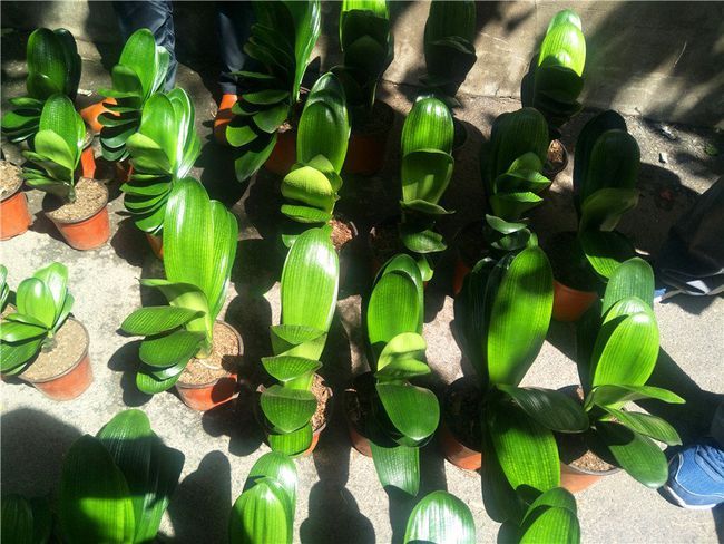 你的君子兰叶片会交叉错落，而别人家的都是相同方向的，为什么？