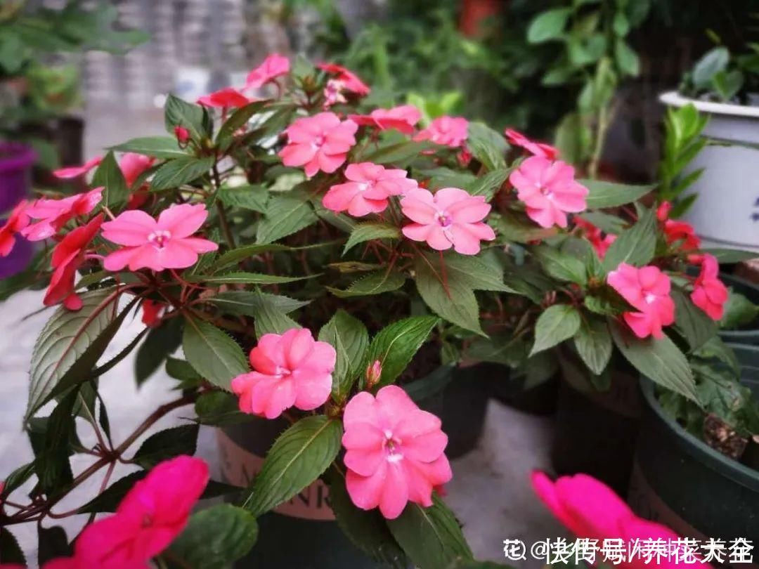 夏天|热不死的花，温度高也不休眠，超级适合夏天