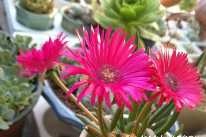 多肉奔龙开完花以后叶片软软的?问题可大可小,建议马上对照处理