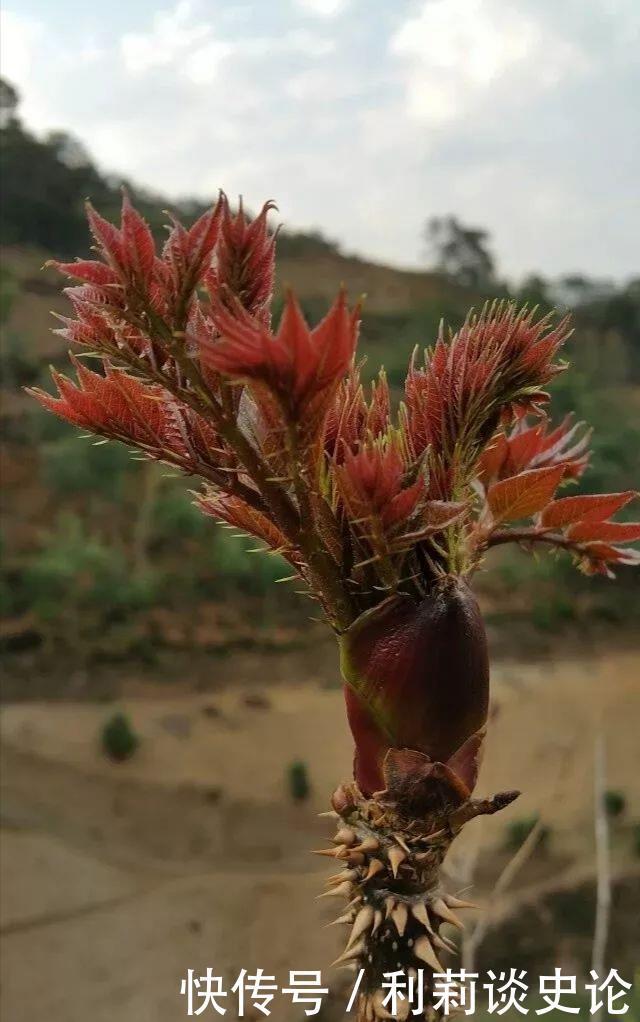 那些年吃过的野菜！农村真正的野味！