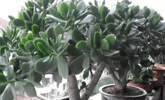 玉树不会养，学这3招细节和2个关键点，轻松开出小白花