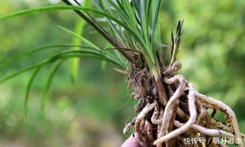 种植兰花为何不用土？原因其实很简单