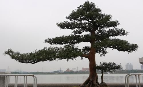 树桩的截干蓄枝期间，注意6个方面的工作，帮你培育出好桩景