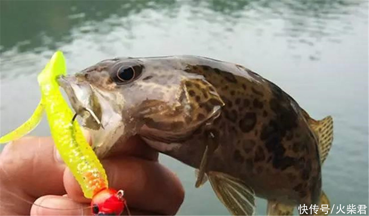 广西|广西野生鳜鱼泛滥?有钓友两小时钓了一桶,有人羡慕也有人恼怒