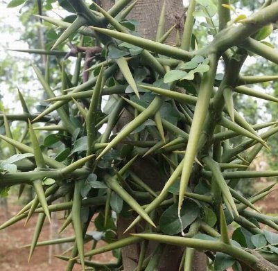 皂荚|这个树农村遍地都是,浑身都是宝,用它洗头又干净又健康