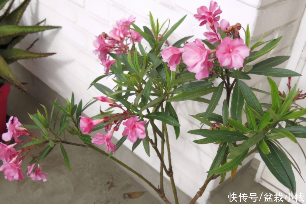 专业养花匠透露：室内养护花草，4种花尽量远离