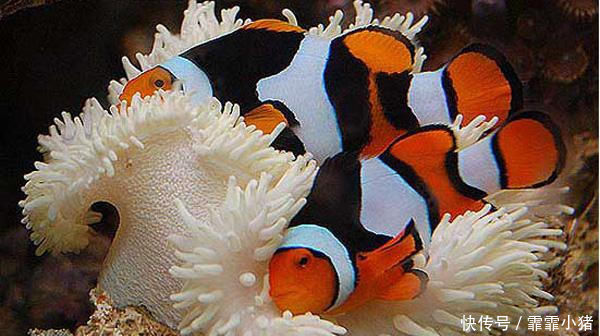 最亮|最亮的颜色的鱼外表很漂亮,受到人们的喜爱