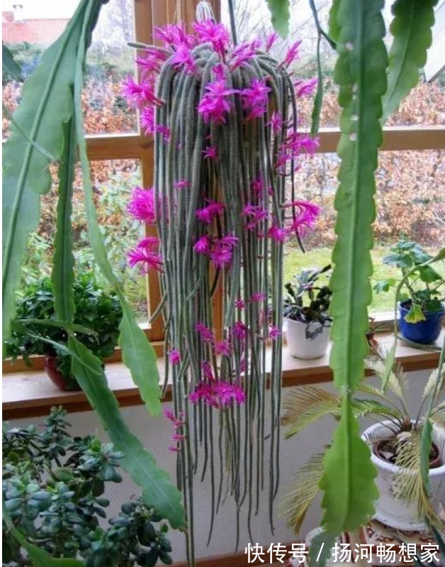 仙人掌科类|秋冬就养这“花”,越冷越爱开,比蟹爪兰还漂亮,养100盆也不多