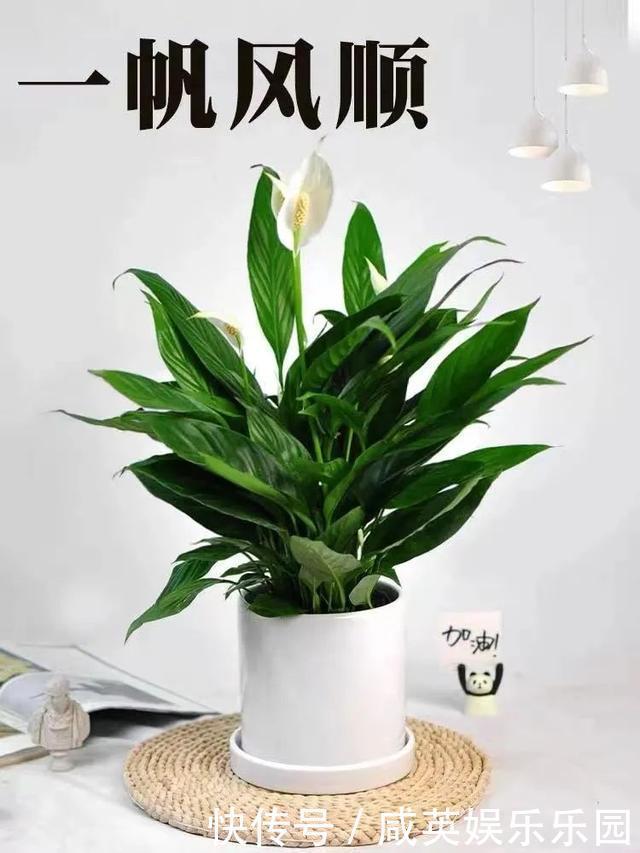 植株|五种小盆栽,耐阴又好养,办公室养几盆,增财运、旺事业