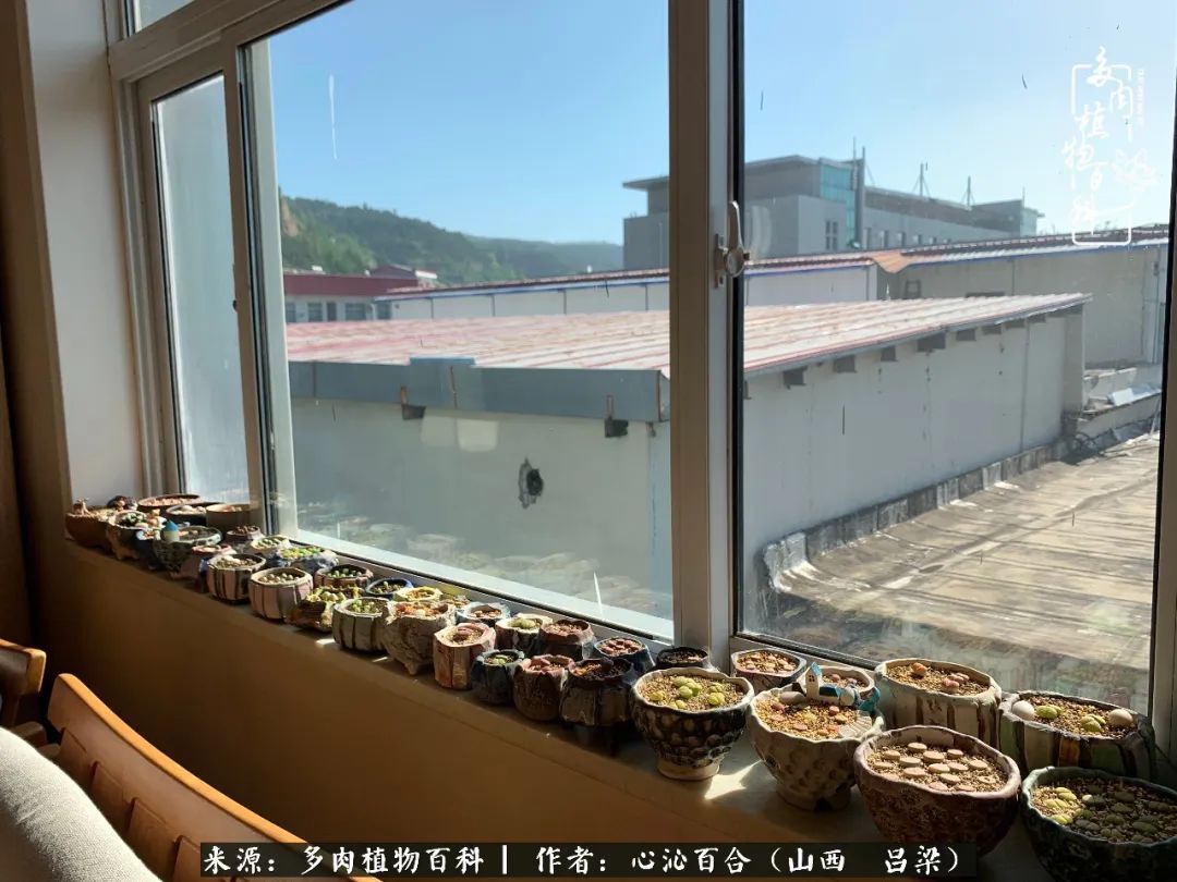 夏季的多肉，绿色才是主色调！努力呵护，期待绽放的那一刻！