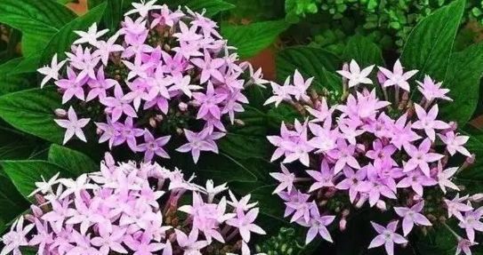 天竺葵|此5种花不买简直是巨亏,花期超长,可以天天赏花了