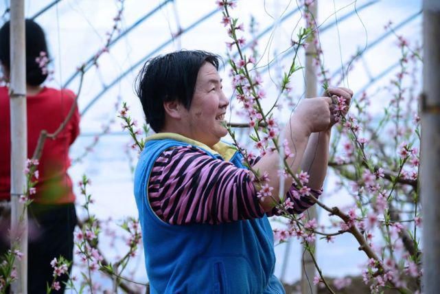 僧人|来武清这里，赏桃花！
