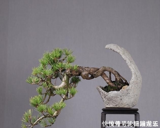 欣赏日本大师盆景作品,精心培育的造型,非常具有艺术气息