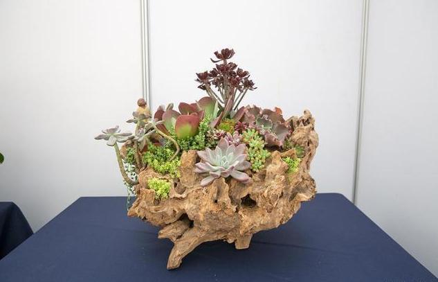 养花要用“杀菌剂”,这3种就很好用,家家都有,效果比多菌灵强