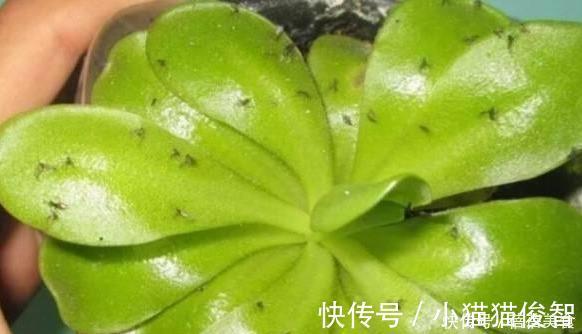有机质|花盆满是小飞虫?不是大事,花盆撒把它,小虫死翘翘