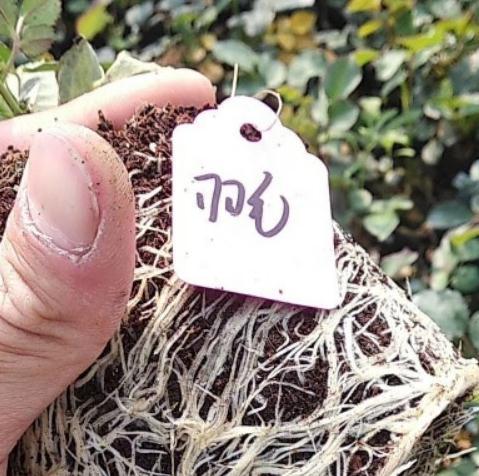 新上盆的月季怎么快速服盆,杜绝僵苗死苗问题