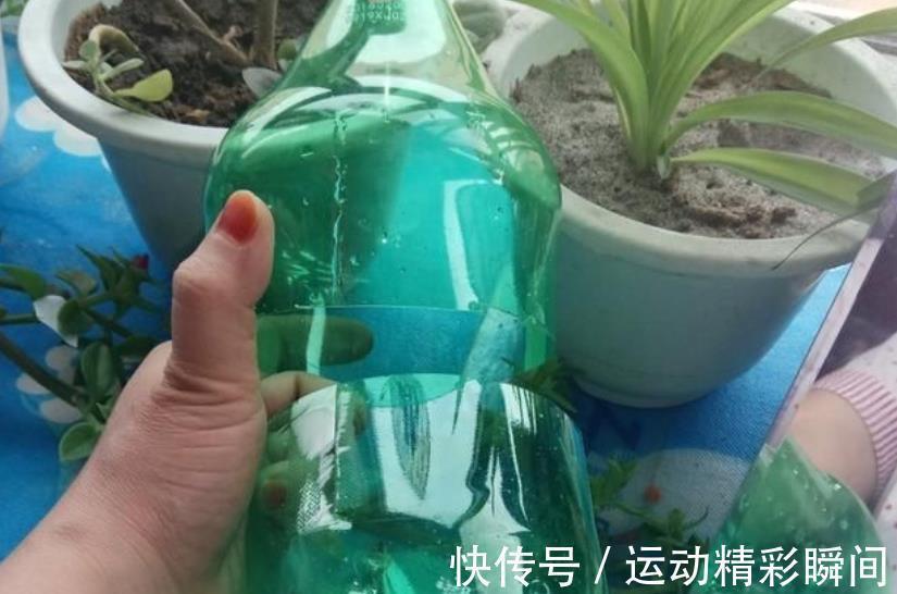 变废为宝:家里1种垃圾别丢了,给花草保暖,防冻增湿长势好
