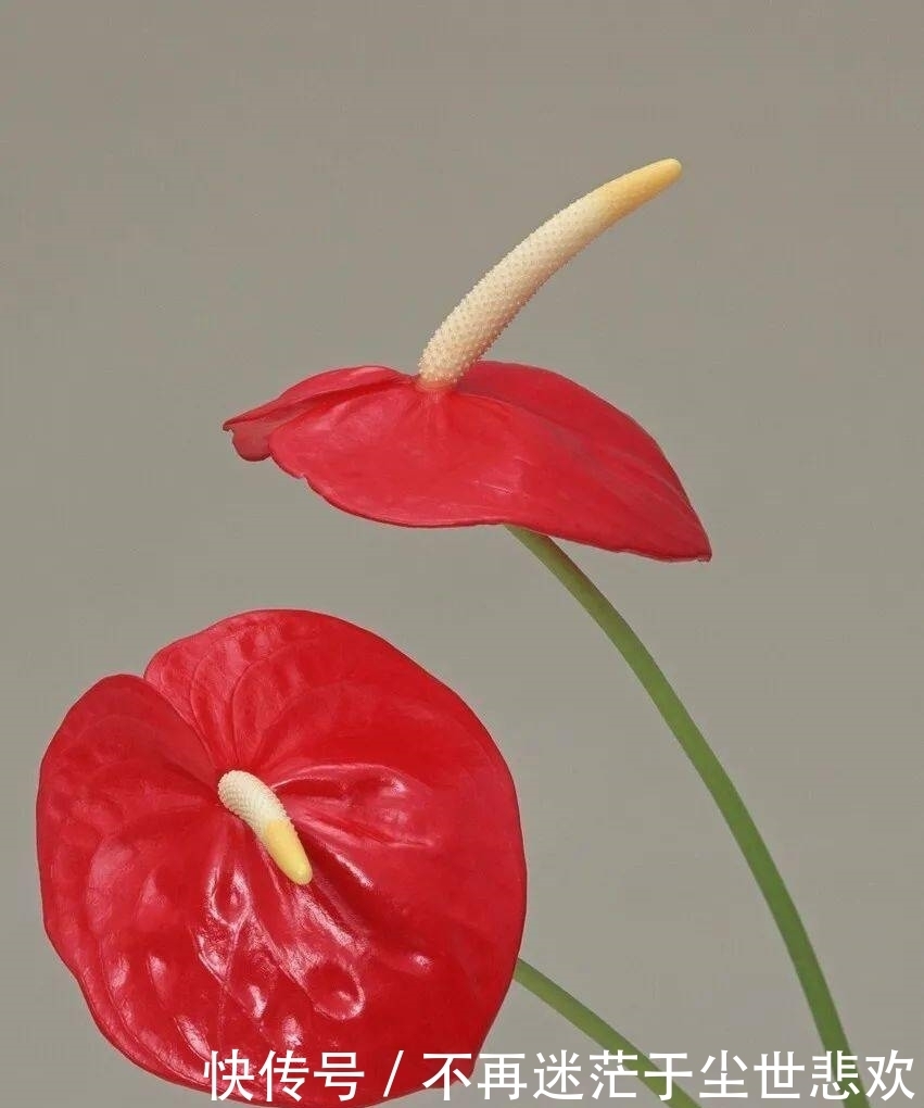 客厅花草别乱养,过年摆上这6种,添喜又添吉