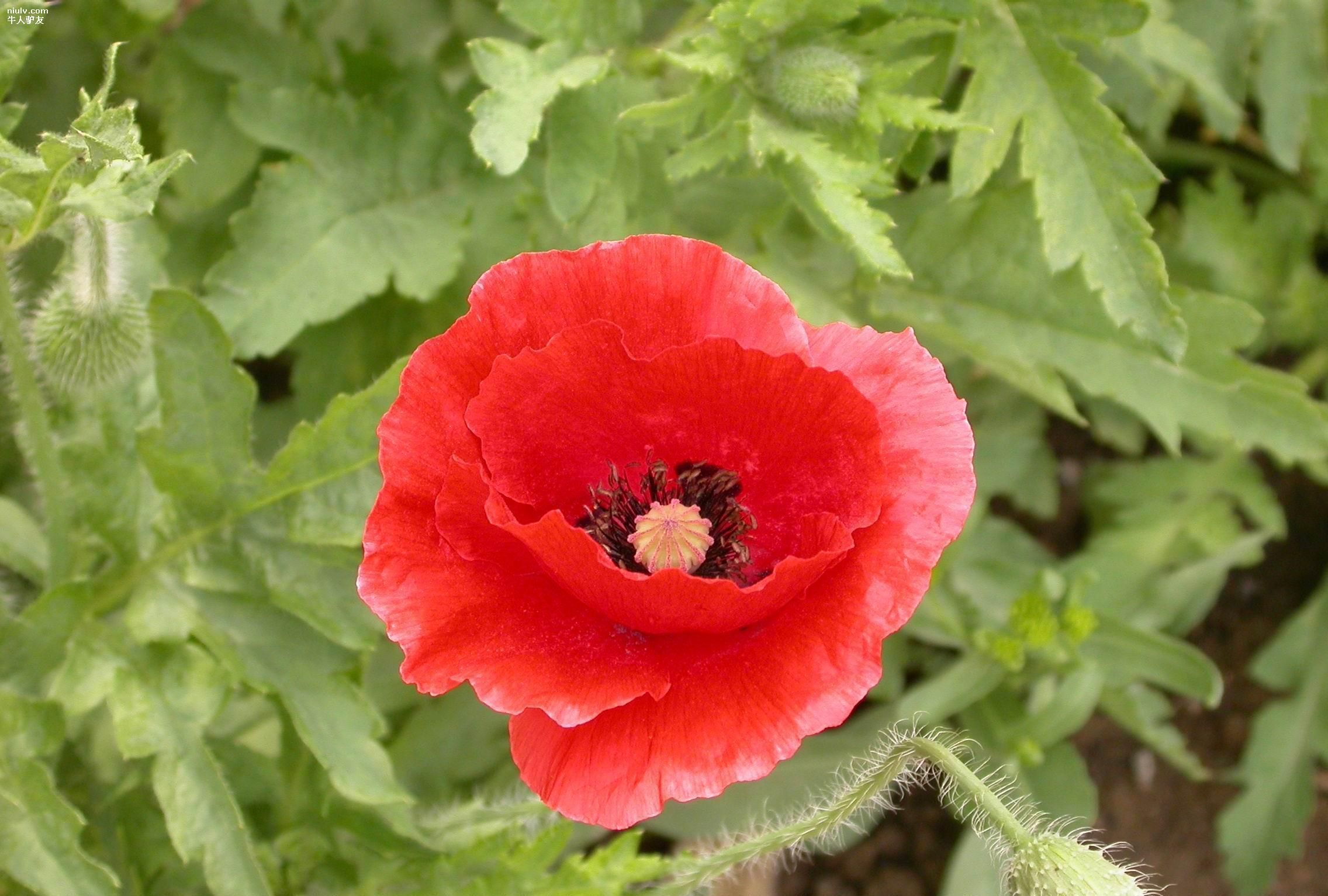 养花试试这几款,花开错落有致浪漫迷人