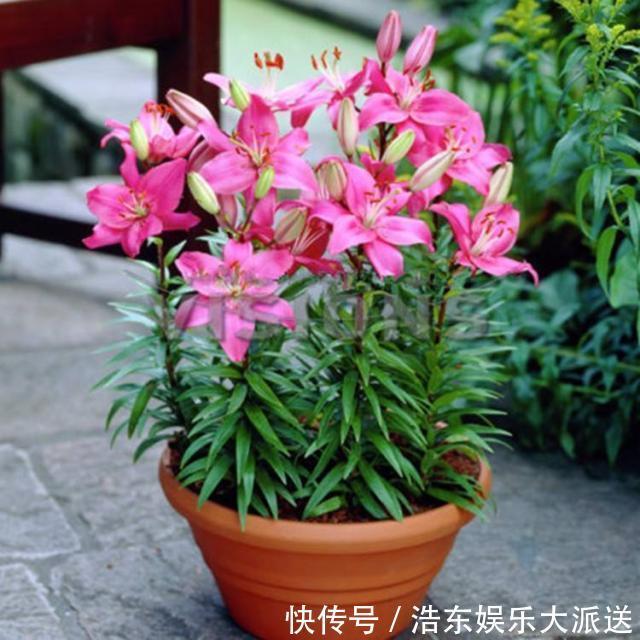 养花还买花肥家里的此几样“垃圾”扔盆里,植物叶油绿、开花艳