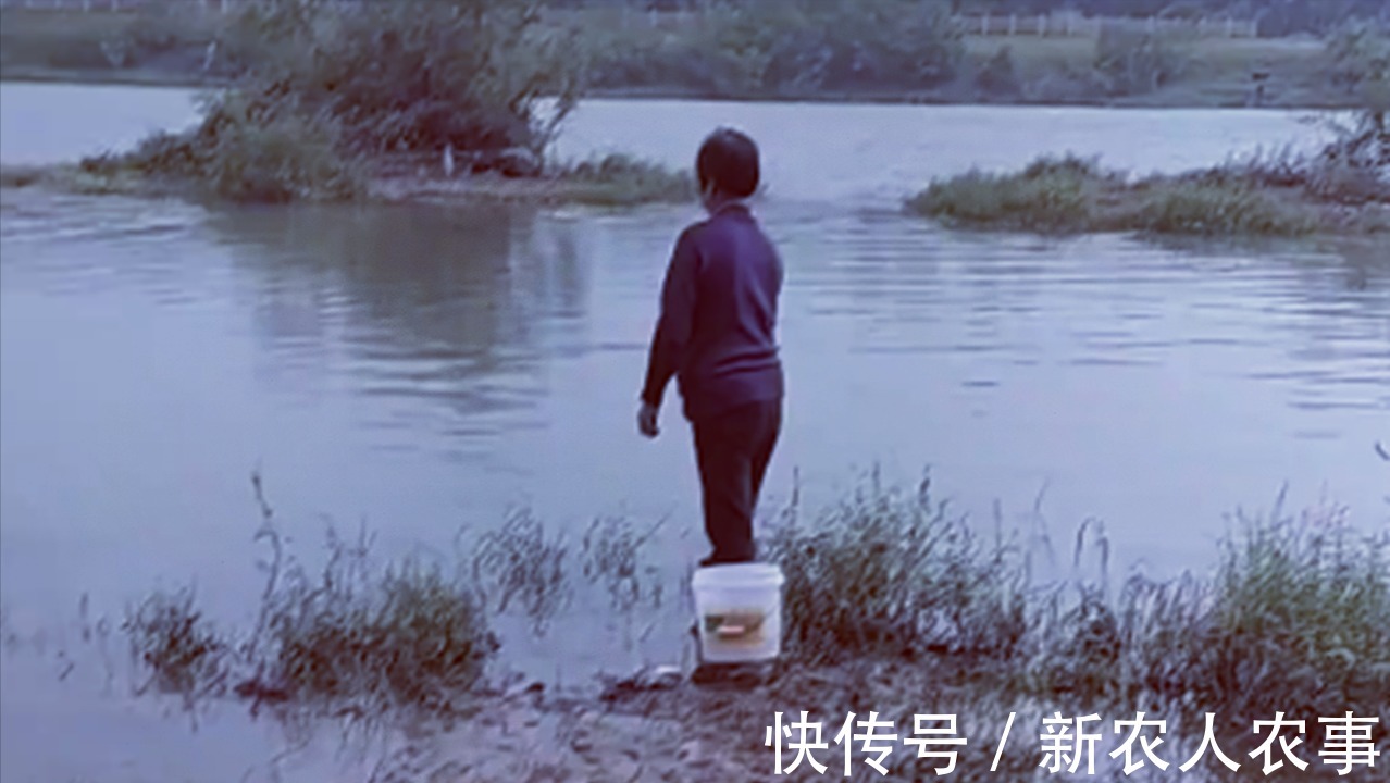 渔获|当大妈爱上了钓鱼,站在水中一动不动,桶里的渔获成为了亮点