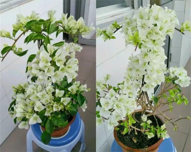 扦插|三角梅的养护大全摘光叶子,少浇水,使劲晒,开花爆满盆