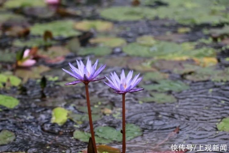 荷花|“四蒂睡莲”长什么样？一起来花博园看荷花、莲花群芳争艳