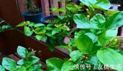 盆栽茉莉叶子少、不开花怎么办？用上5个妙招，枝繁叶茂开花多