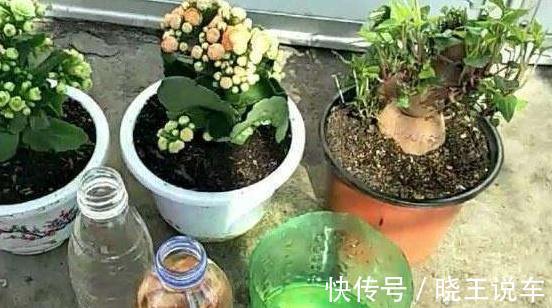 黄豆|家里的垃圾不要扔,教你自制3种养花肥,不花钱也能养爆盆