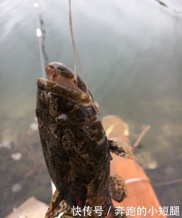 水电站下钓获一群“大嘴黑鱼”,老乡:新安江最好吃的鱼