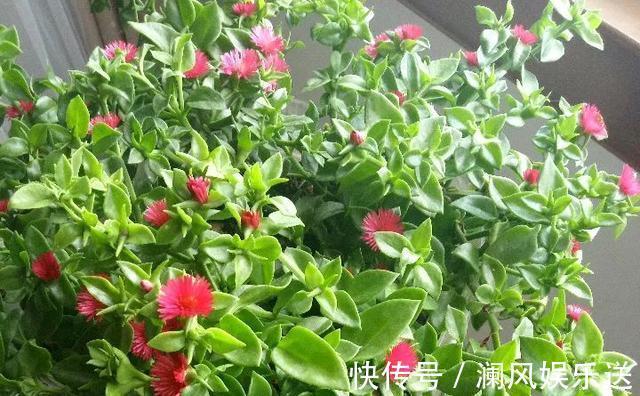 有机肥料|吊兰也能“开红花”,养一盆“嗖嗖”冒花苞,比绿萝漂亮!