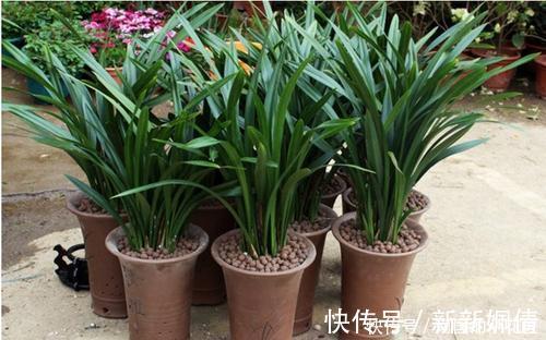 家里养墨兰，了解掌握4个要点，养出白嫩根系，叶油绿颜值高！