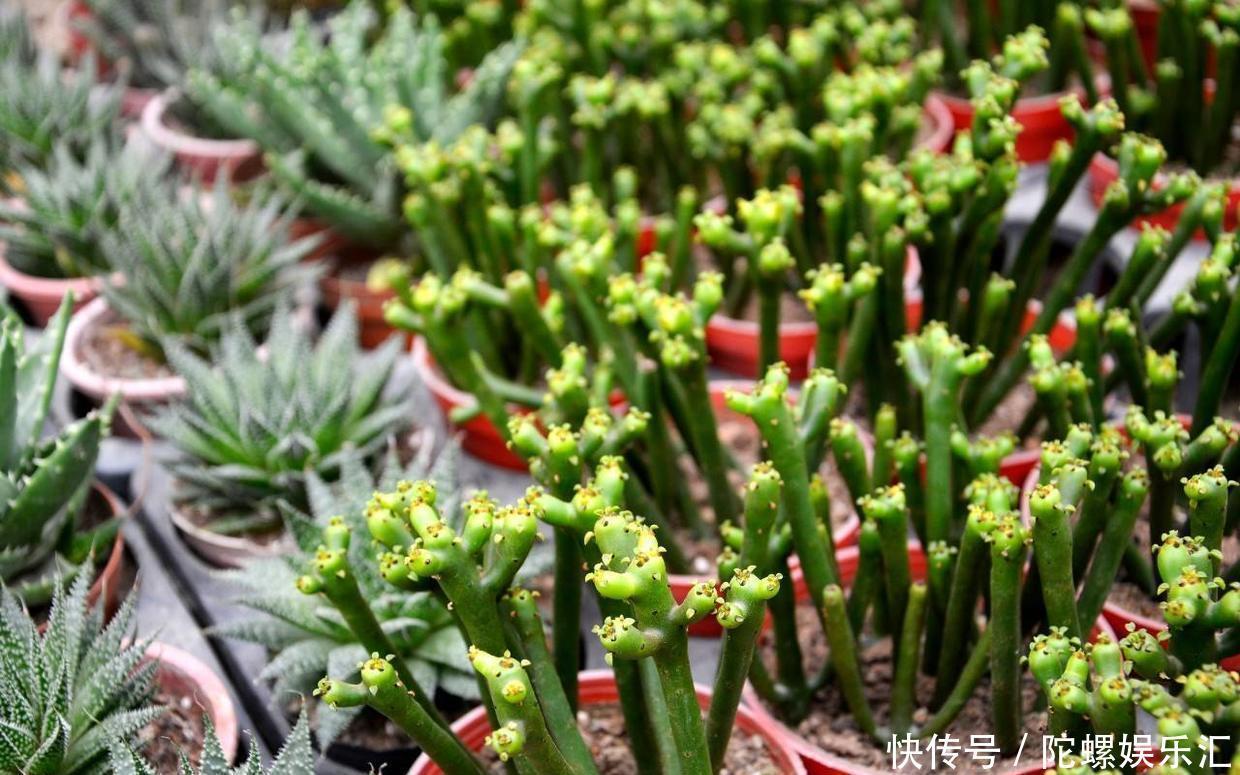 养土|一种绿色珊瑚养土里,株型可大可小,摆在哪里都好看,名叫彭珊瑚