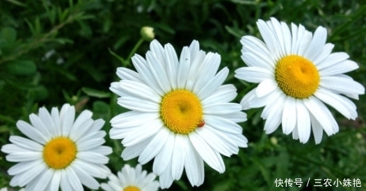 喜欢菊花,不如养盆“菊中珍品”,似紫衣仙女,美艳动人