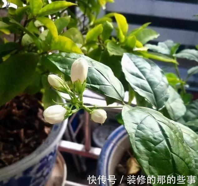 植物|日常简单操作，就让“茉莉”盆栽开花多，其他花草也这样养