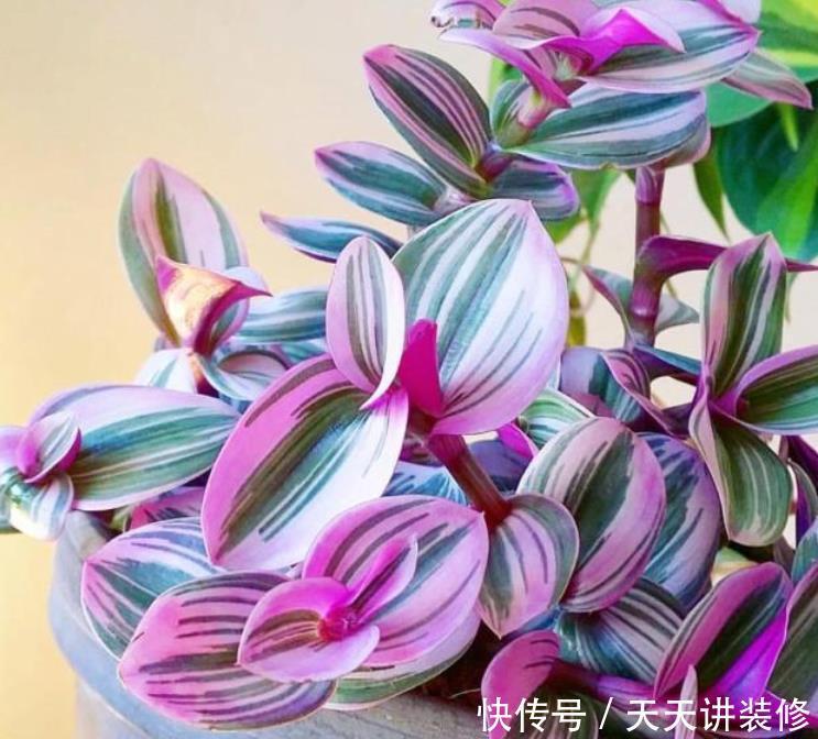 四种花常年开花易爆盆,花香醉人,比香水还好闻!