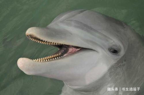 食用价值|30个冷知识或许只有一小部分人知晓,但却真实存在于世界