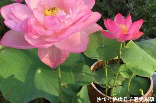 到了夏天,6种花变成“大水桶”,一天不浇就变丑,浇水就绿油油