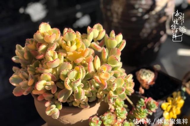 在茜的多肉小院里,花时间种快乐!在茜的多肉小院里,花时间种快乐!