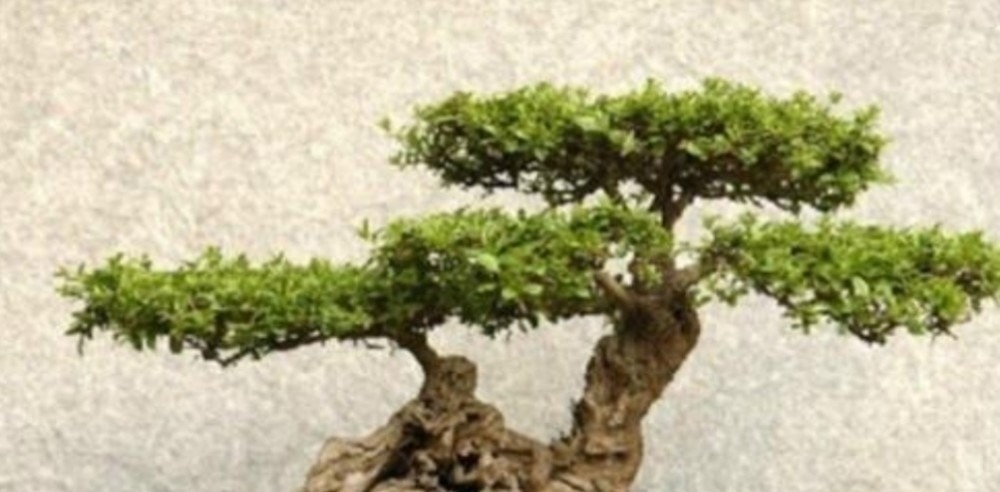 野外5种常见的树，制作成盆景，美观大方，观赏价值高