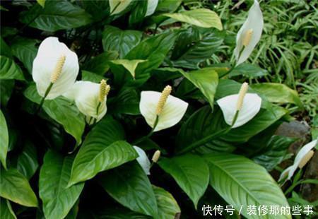 植物|卧室客厅养花?养这些耐阴花卉,色彩斑斓爱爆盆