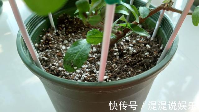 枝条|一个“扦插花卉”的小经验不用生根粉、生根液,照样很快生根!