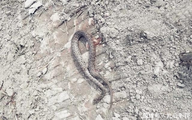 野钓最“狠”的几种动物,看完钓友遭遇才明白,没碰见太幸运啦