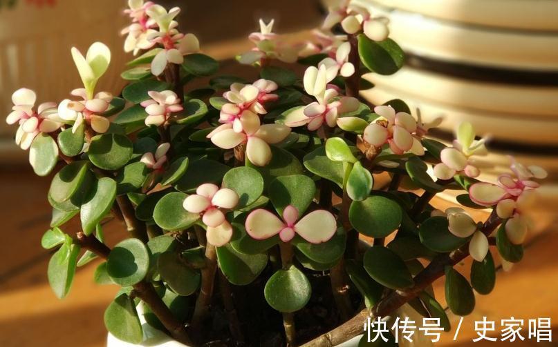 金枝玉叶不会修剪,教你3招小技巧,轻松剪出漂亮盆景