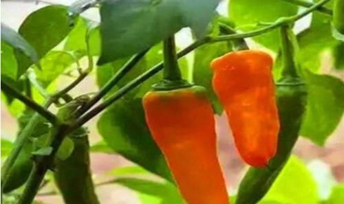 黄青椒|女性不想成黄脸婆，立秋后半个月要学会吃3种食物，排毒养颜