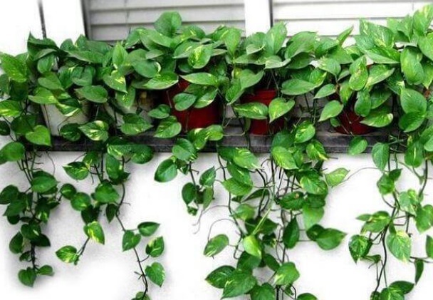 绿萝叶绿长得精神,以下几点养护方法,盆盆绿萝长爆盆