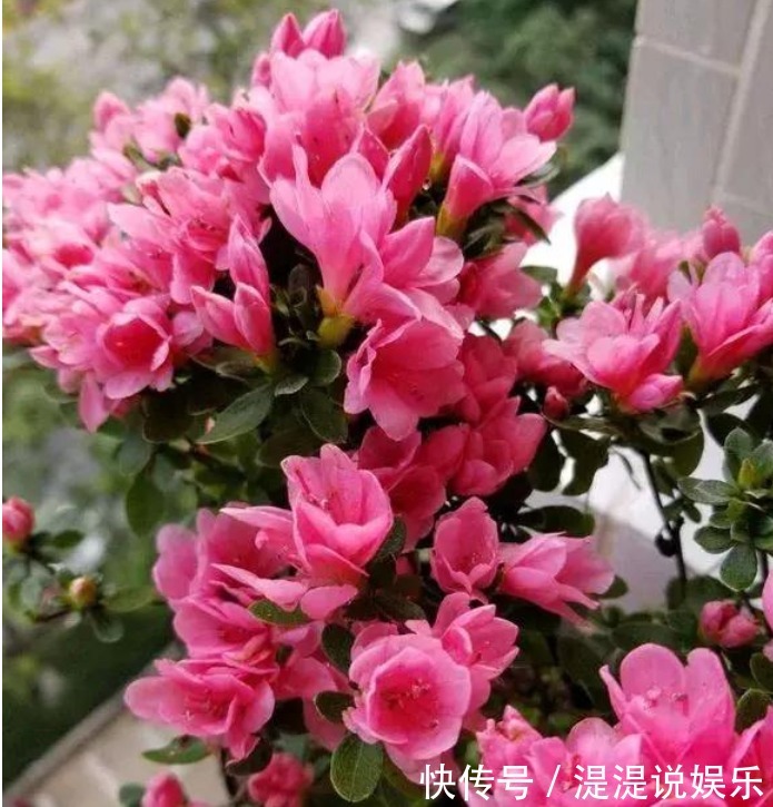 花友|3种花“爱吃醋”，立秋后1个月喂“1杯”，叶油绿，花呼呼开！