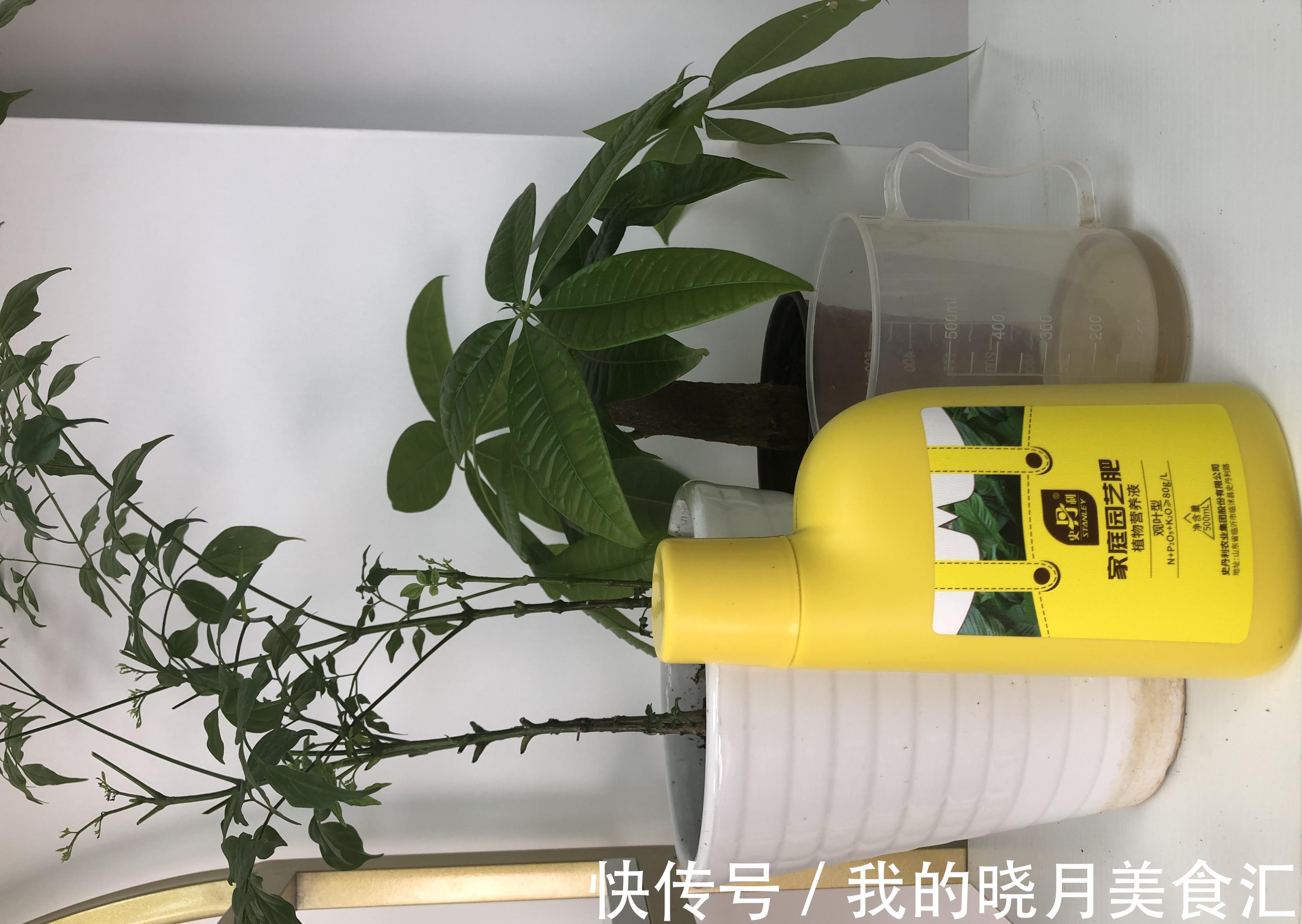 家里养发财树,这3点要注意了,就能猛长叶子,不烂根