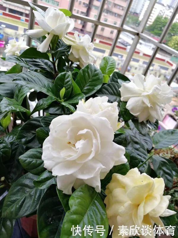 栀子花最怕它,碰上就没救,再上心都养不活!