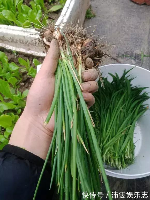 施肥|阳台种小葱,注意3点,叶子猛蹿,割了一茬又一茬,收获不断!